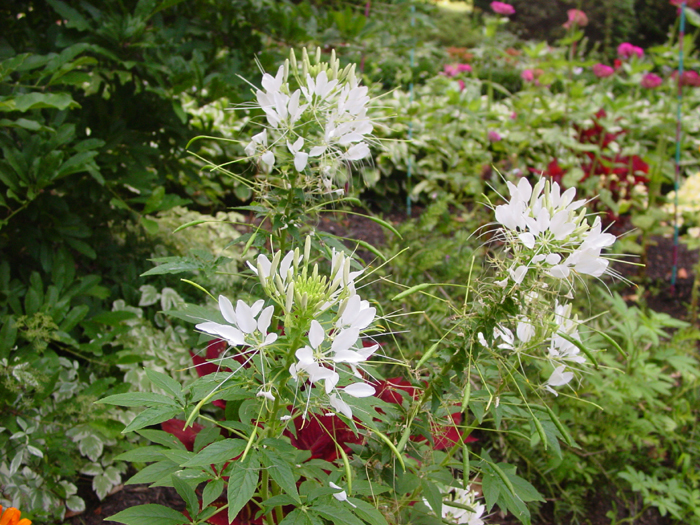 Sparkler White Cleome